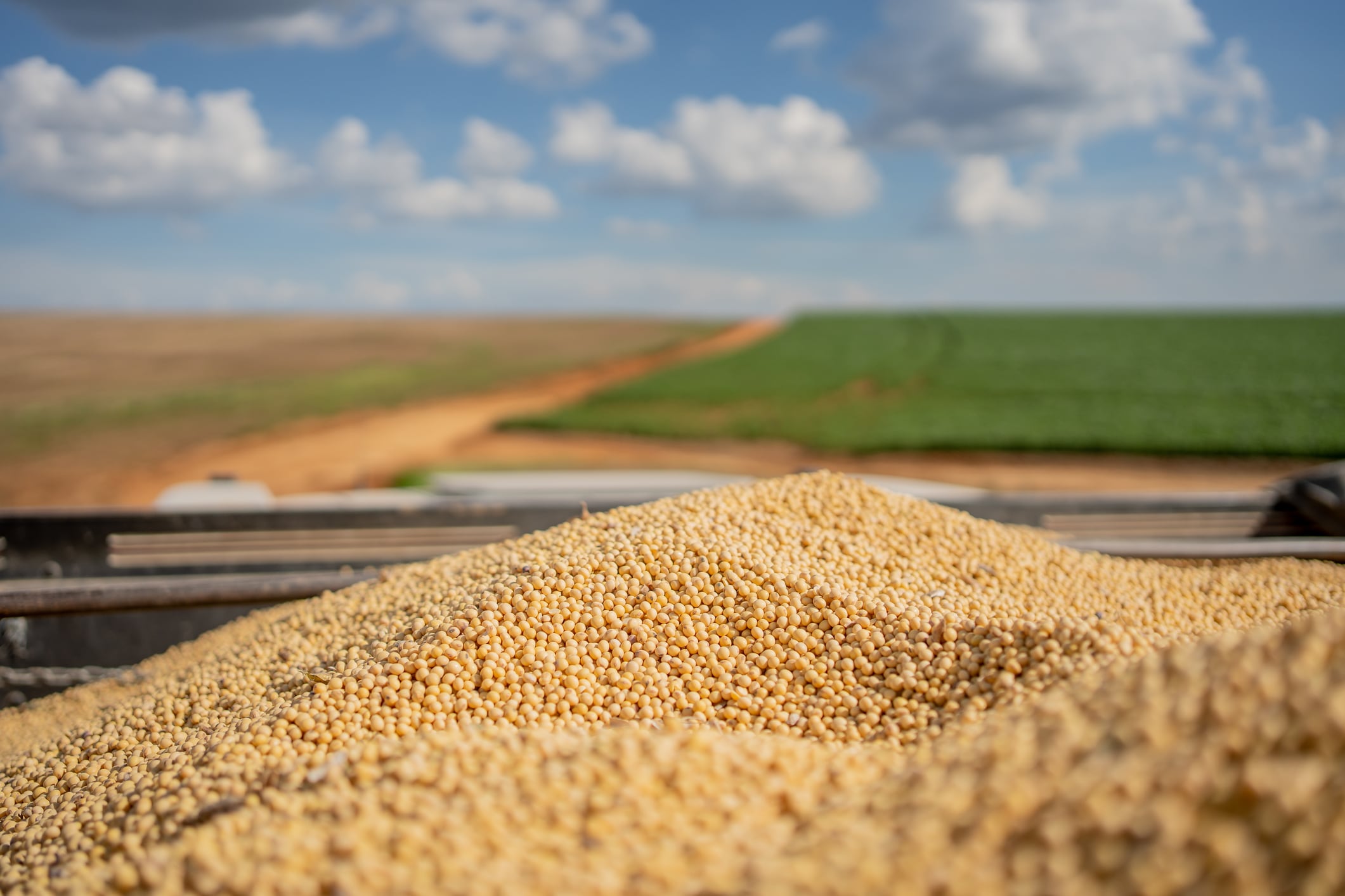 Soybeans and field in background.