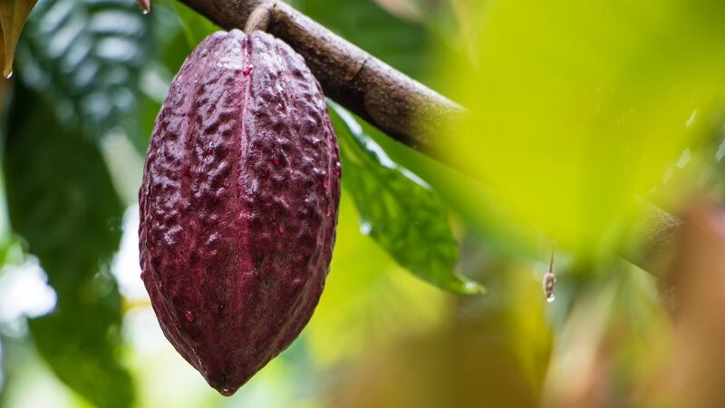 Cocoa complicated: Luker Chocolate addresses volatility with sustainability 