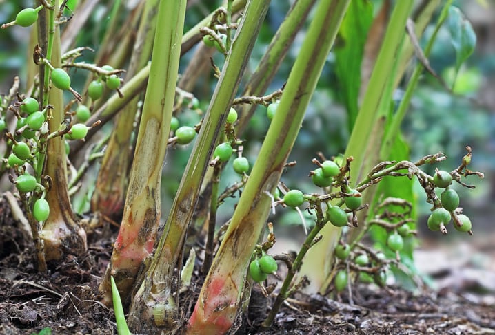 Guatemalan-cardamom-prices-spike.jpg