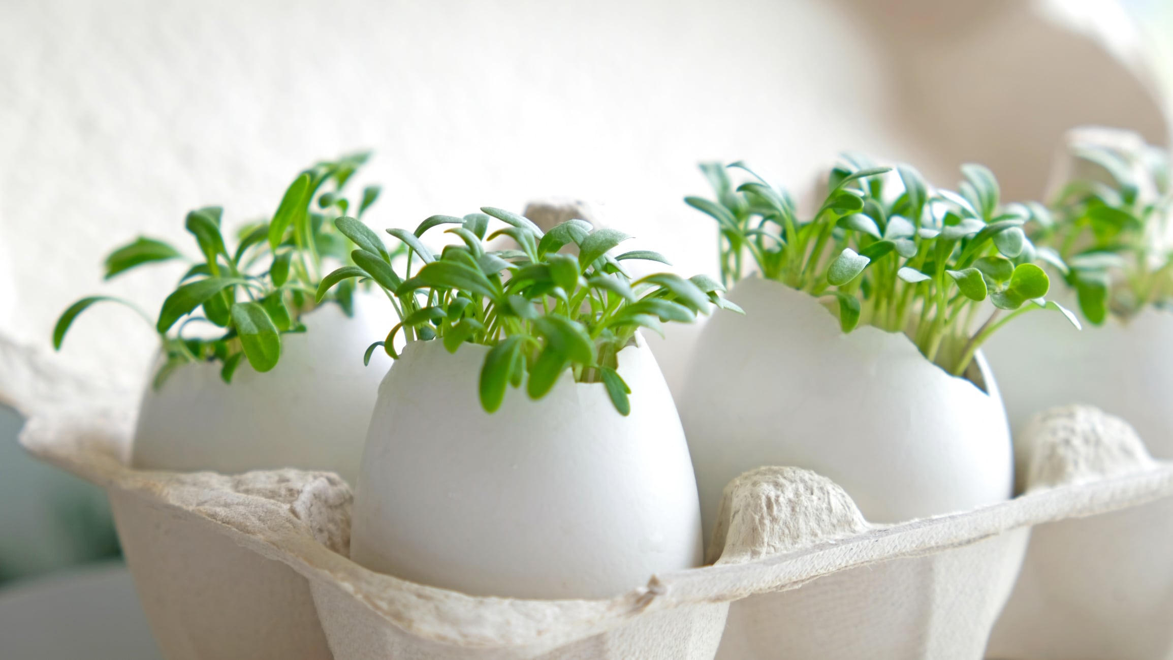 Plant-based eggs
