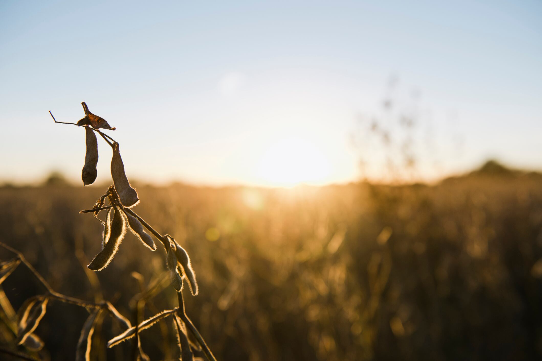 Can regenerative agriculture become food’s next big growth story?