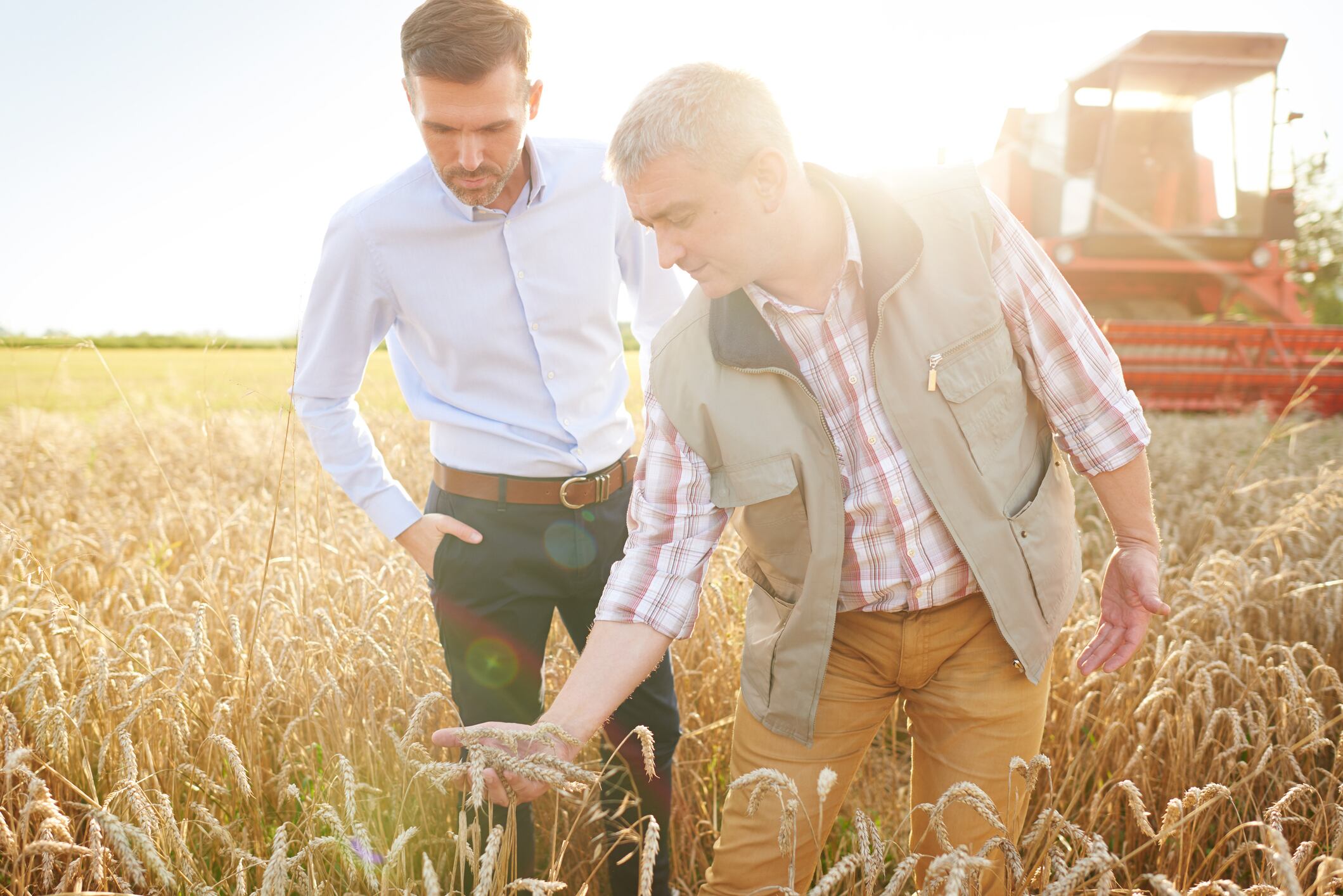 Wheat harvest in Russia, the world’s biggest exporter, supplying a significant share of global bread and staple grain markets.