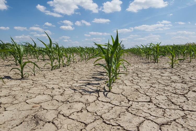 El Niño 2018/19: Central America identified as 'high risk' region by FAO