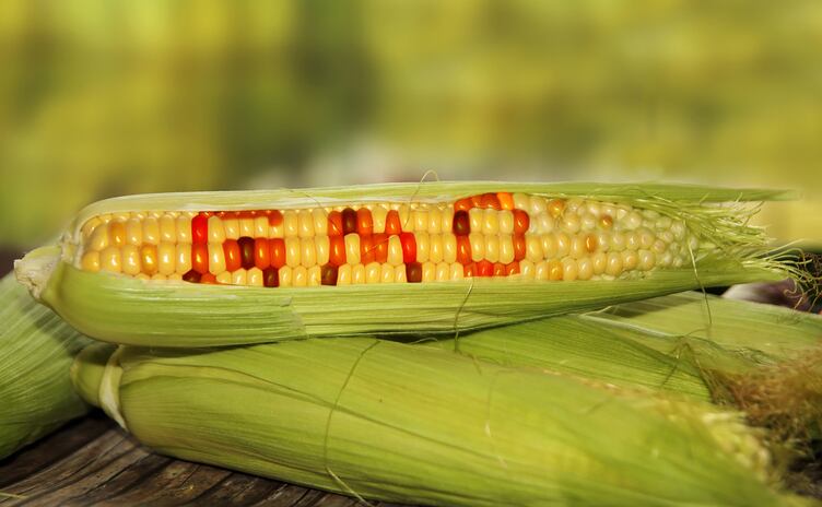Brazil's GM authorization law divides food safety and regulatory experts