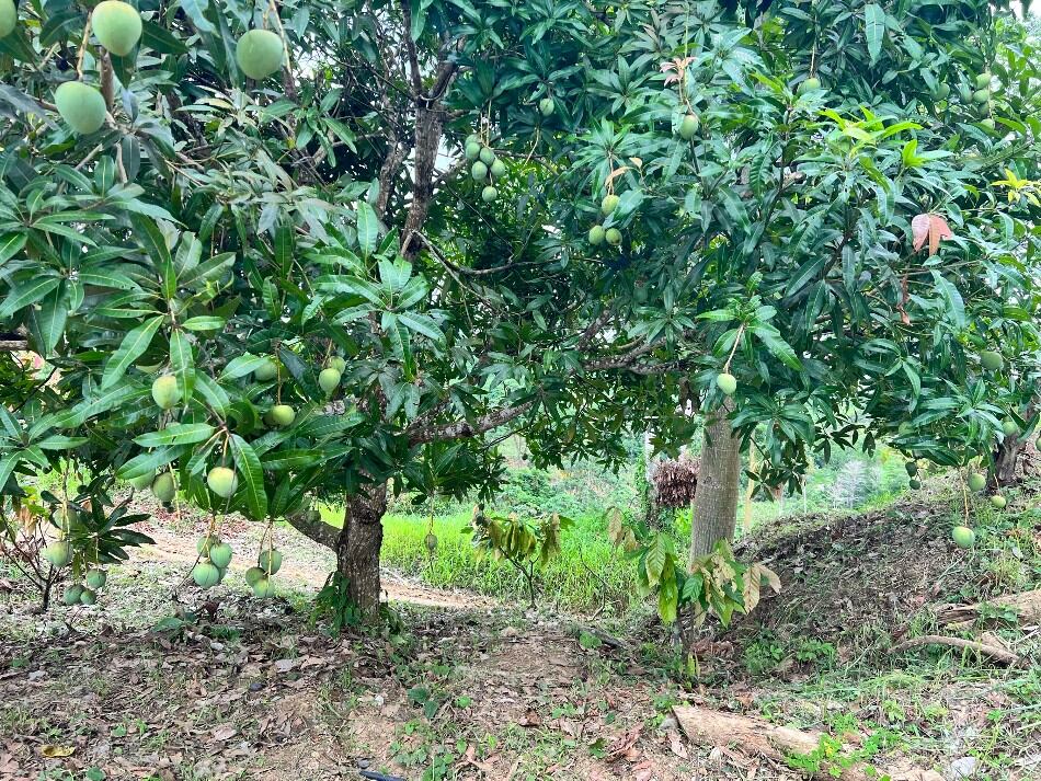 Innovators needed to transform Colombia’s cocoa sector