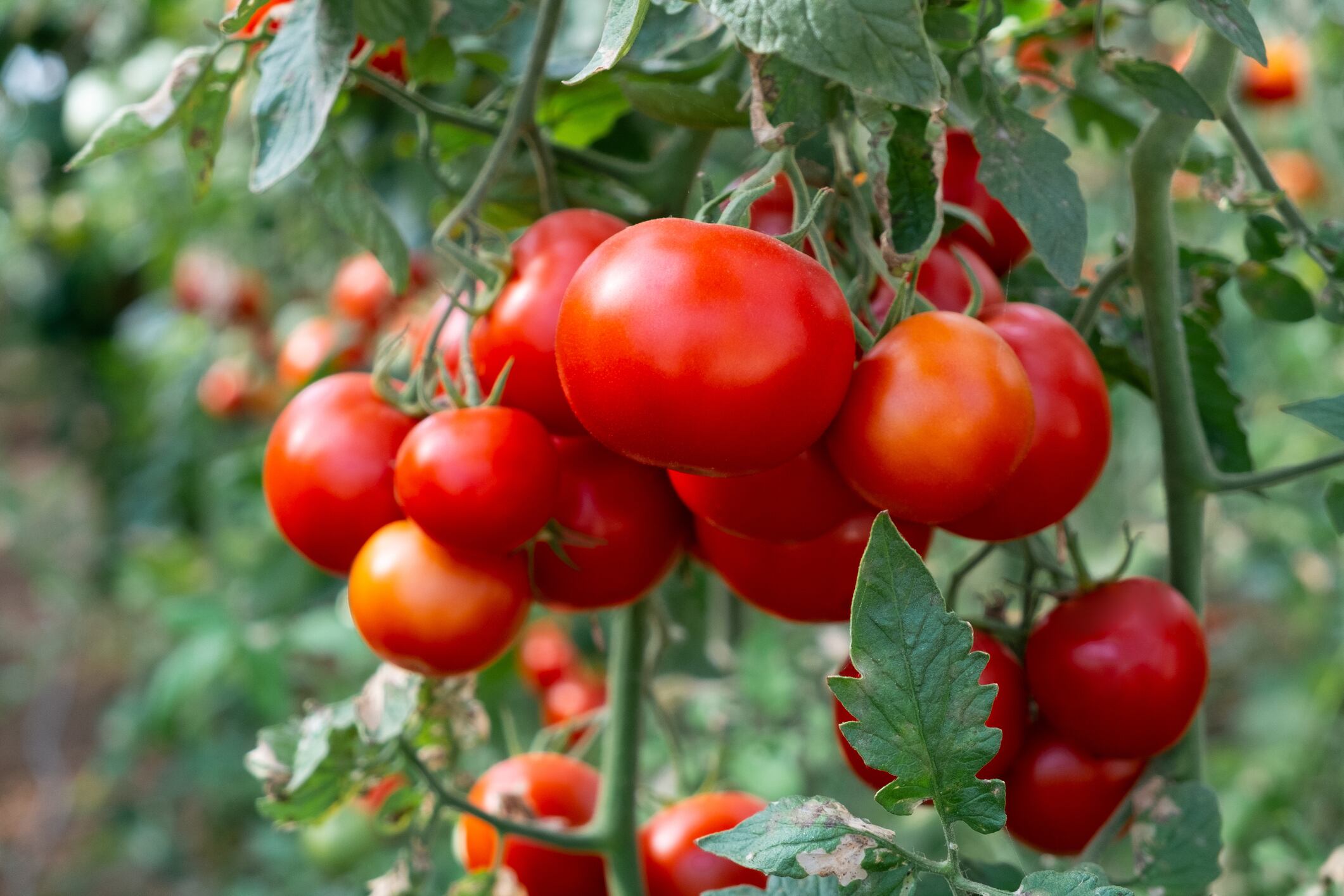 Unilever’s food sustainability chief on proving regen ag works