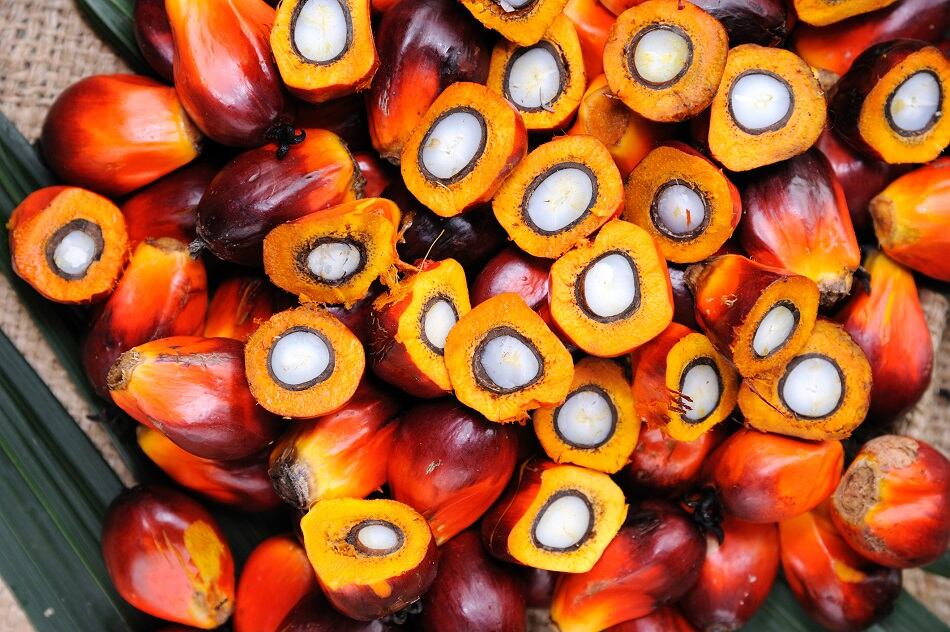 Guatemala’s palm grower association advances zero deforestation 
