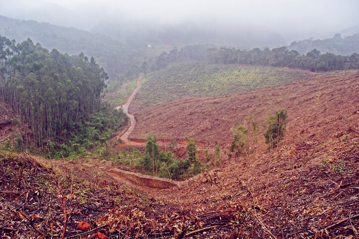‘There is a sense of impunity in both Brazil and Bolivia about deforestation and burning’