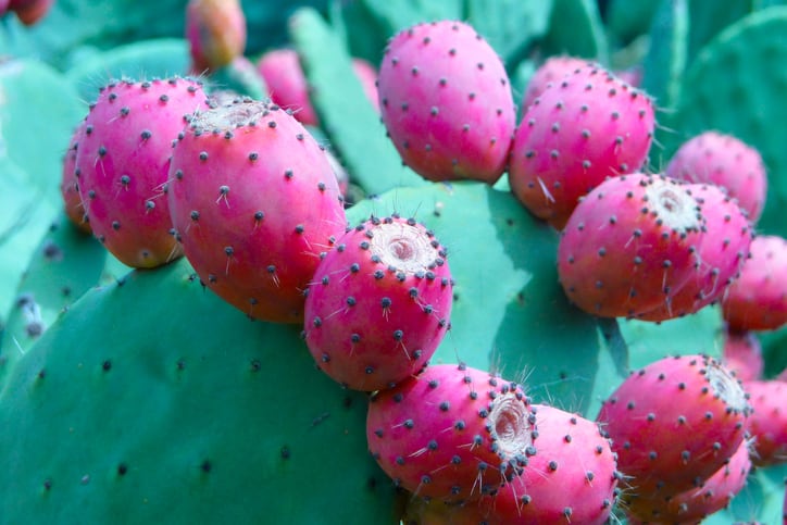 Mexican nopal cactus seen as a healthy, functional food across Latin America