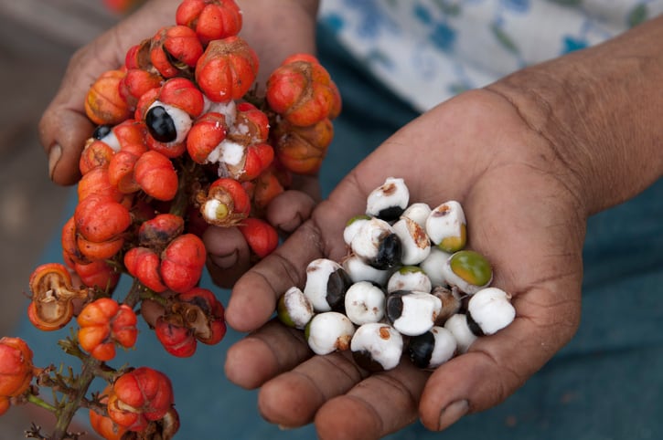 Guarana farmers ready to harvest fruit from hardier, higher-yielding variety