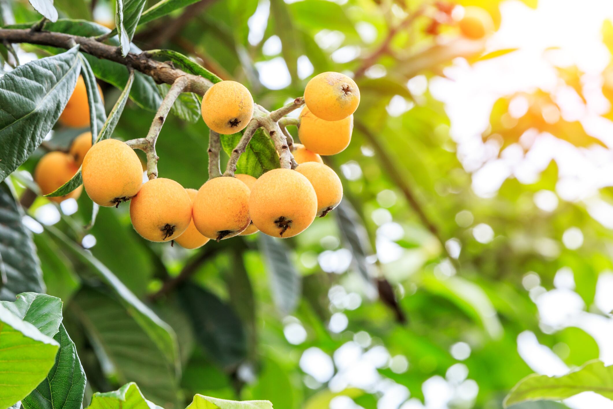Loquat-C-Getty-Images-zhaojiankang.jpg