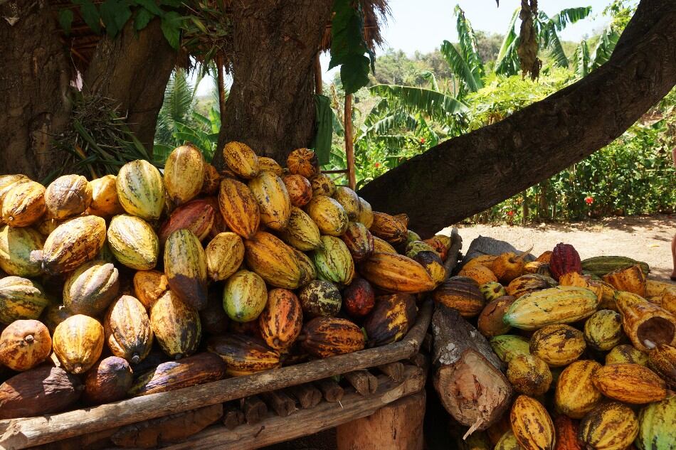 Dominican-Republic-cocoa-GettyImages-950.jpg