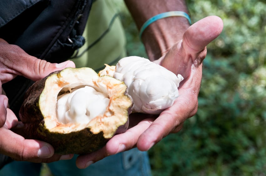 GoodSam Foods and Luker Chocolate launch education programme for young cocoa farmers