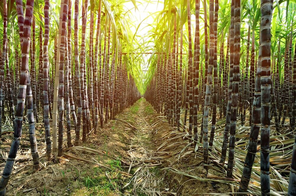 Sugar-cane-C-Getty-Image-lzf.jpg