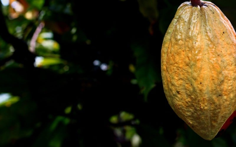 European Cocoa Forum calls for ‘crucial balance in food safety, sustainability, and socio-economic challenges’