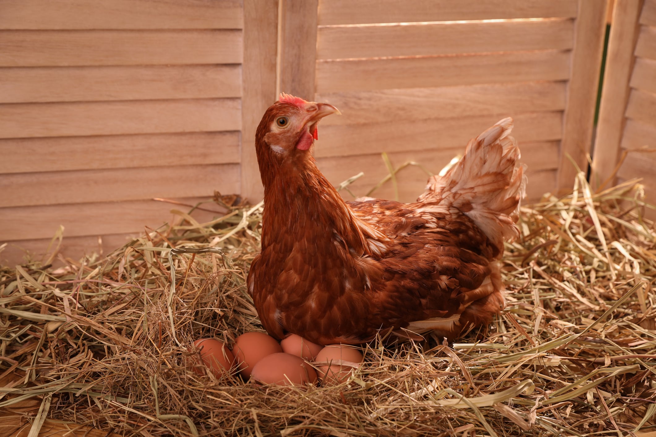 Beautiful chicken with eggs on hay in henhouse