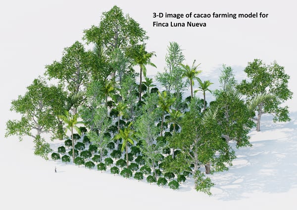 Cacao-farming-2.png