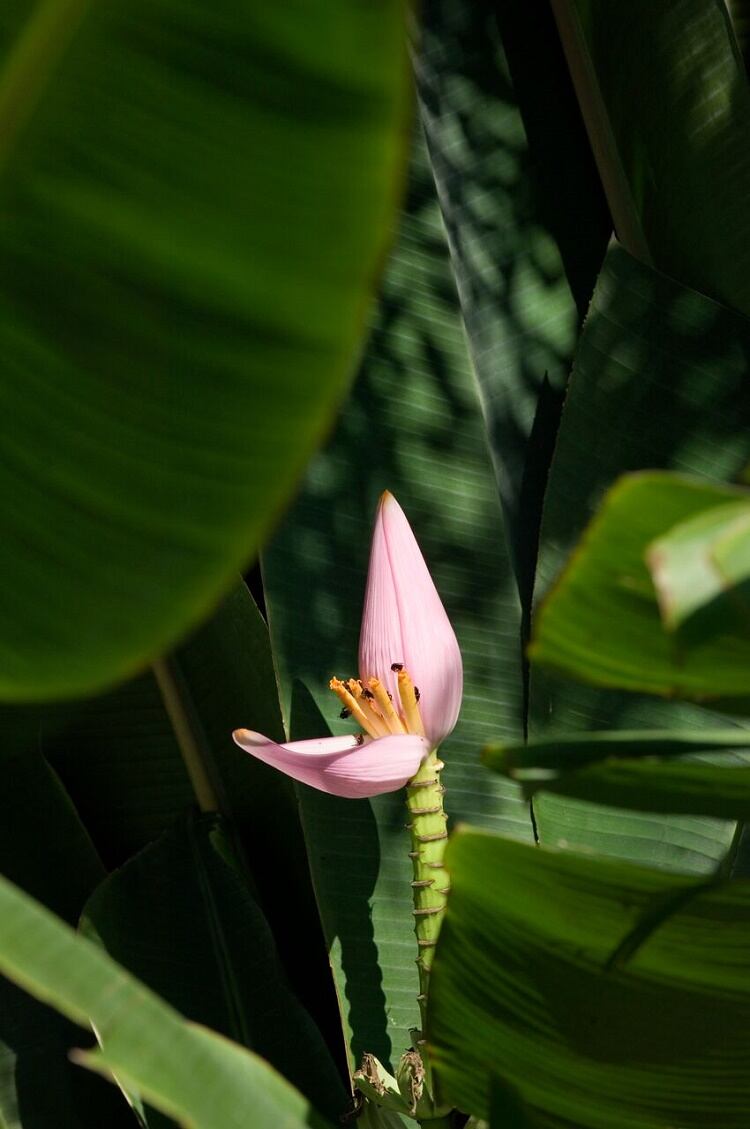 Brasil_Organics_flower_Musaceae.jpg