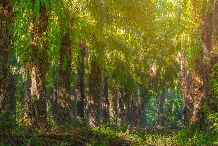 'Ecuador is taking sustainability seriously': Natural Habitats on organic palm oil sourcing