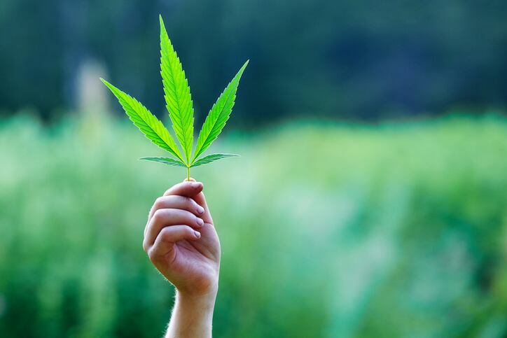 Latin America ranks second for global CBD potential: 'Governments don't want to miss out on this,' says Euromonitor