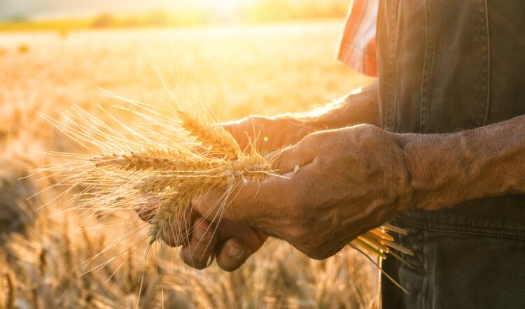 General-Mills-mega-push-towards-healthy-farming-practices-to-lessen-Big-Food-s-footprint.jpg