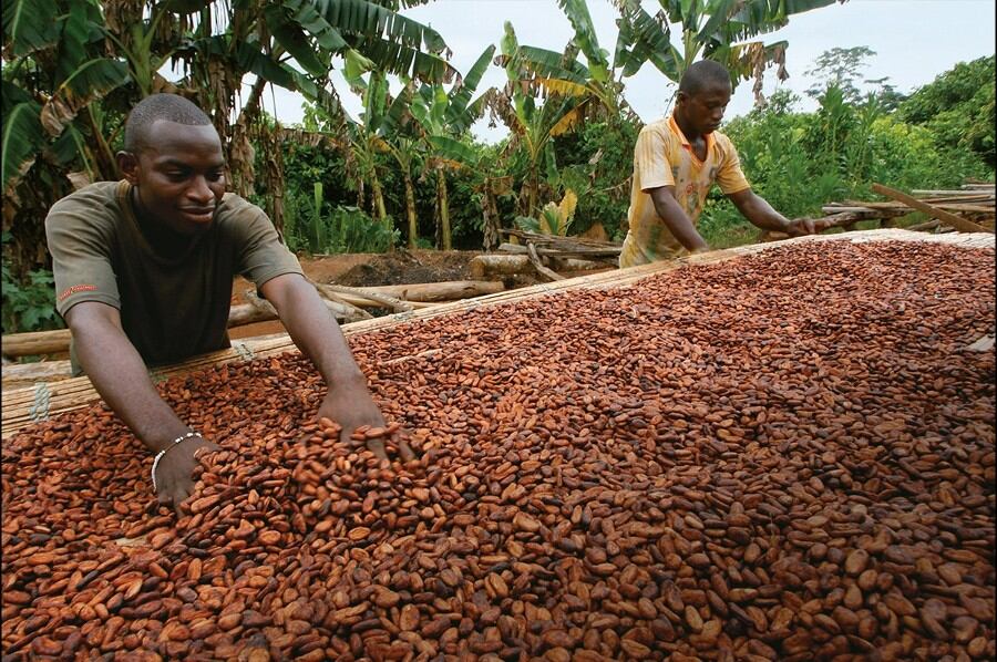 South American cocoa farmers lead the way in ditching cash for digital payments