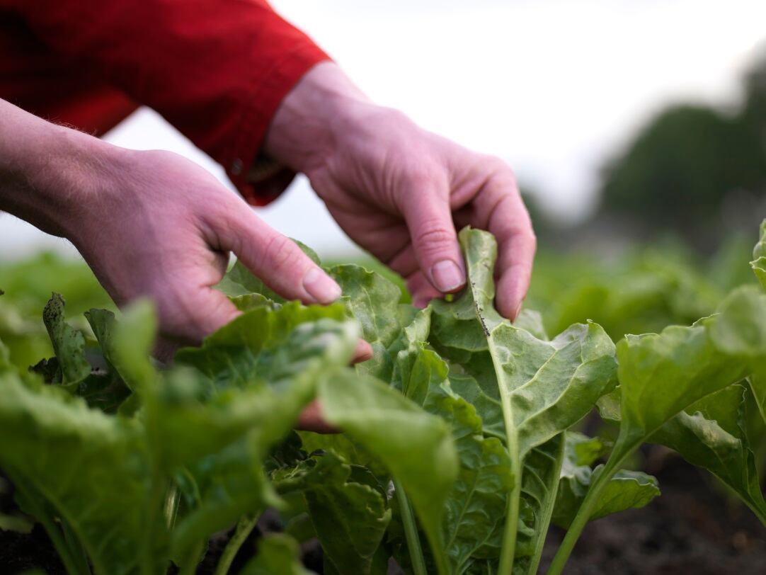 Suiker Unie hitting the sweet spot with protein from beet leaves: 'We want to be a pioneer in this field'