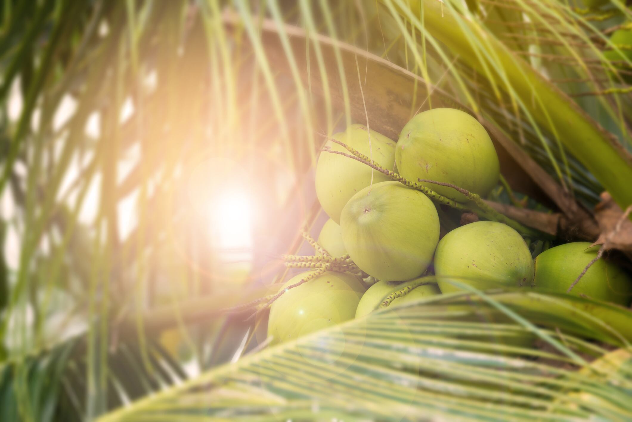 Coconuts-C-Getty-Images-cherrybeans.jpg