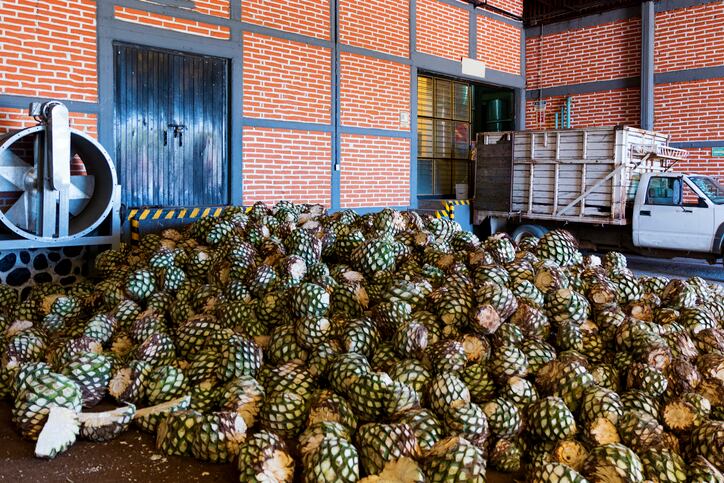 Agave-piles-in-Tequila-distillery-Jalisco-Mexico-zstockphotos.jpg