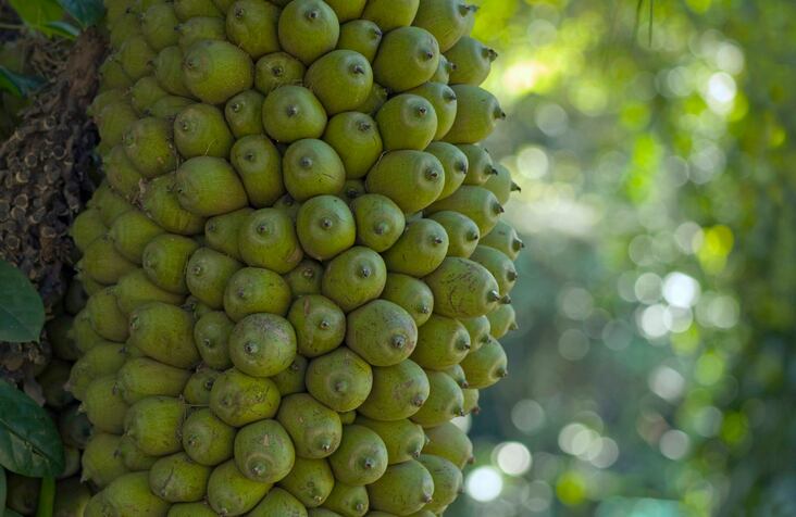 bacuri-fruit-Marco-Antonio-Monteiro.jpg