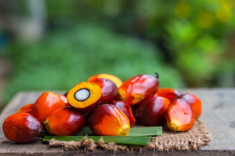 palm-oil-Wirachai-2.jpg