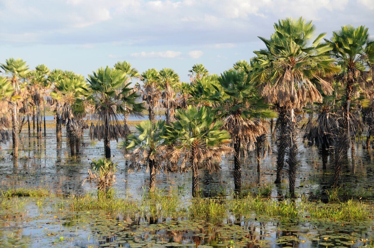 Brasil_Organics_image.jpg