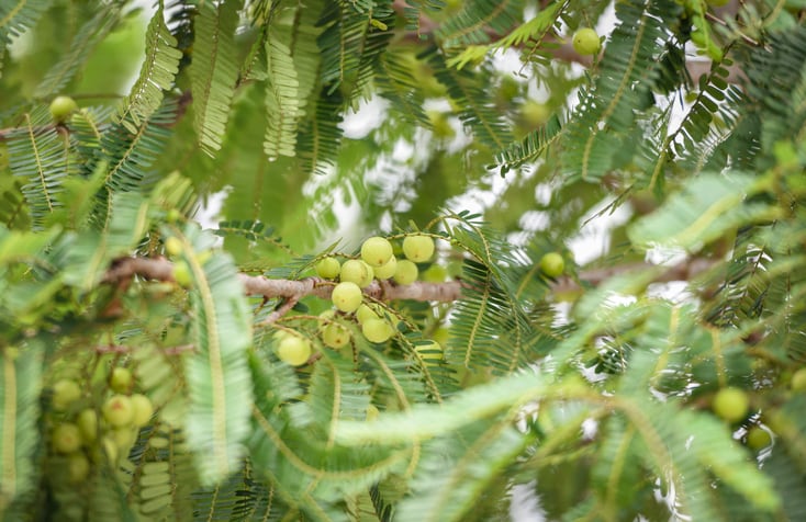 amla-GettyImages-panida.jpg