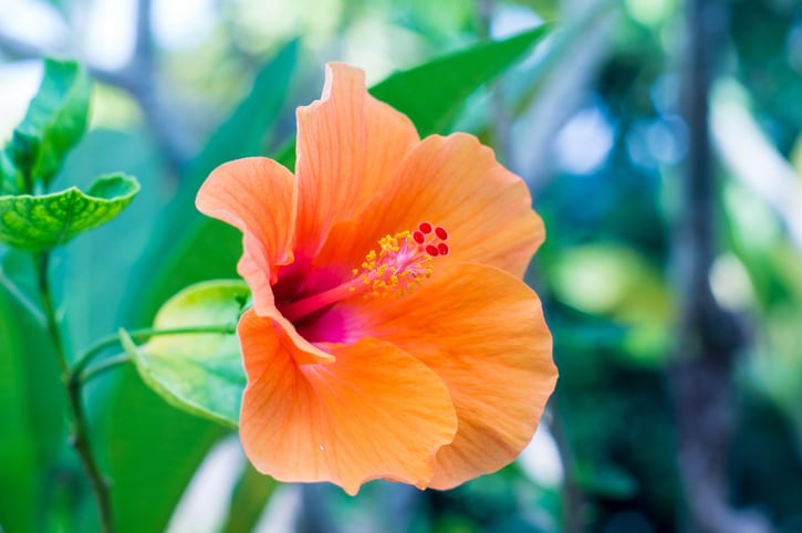 hibiscus-flower-Nittaya-Mungma-EyeEm.jpg
