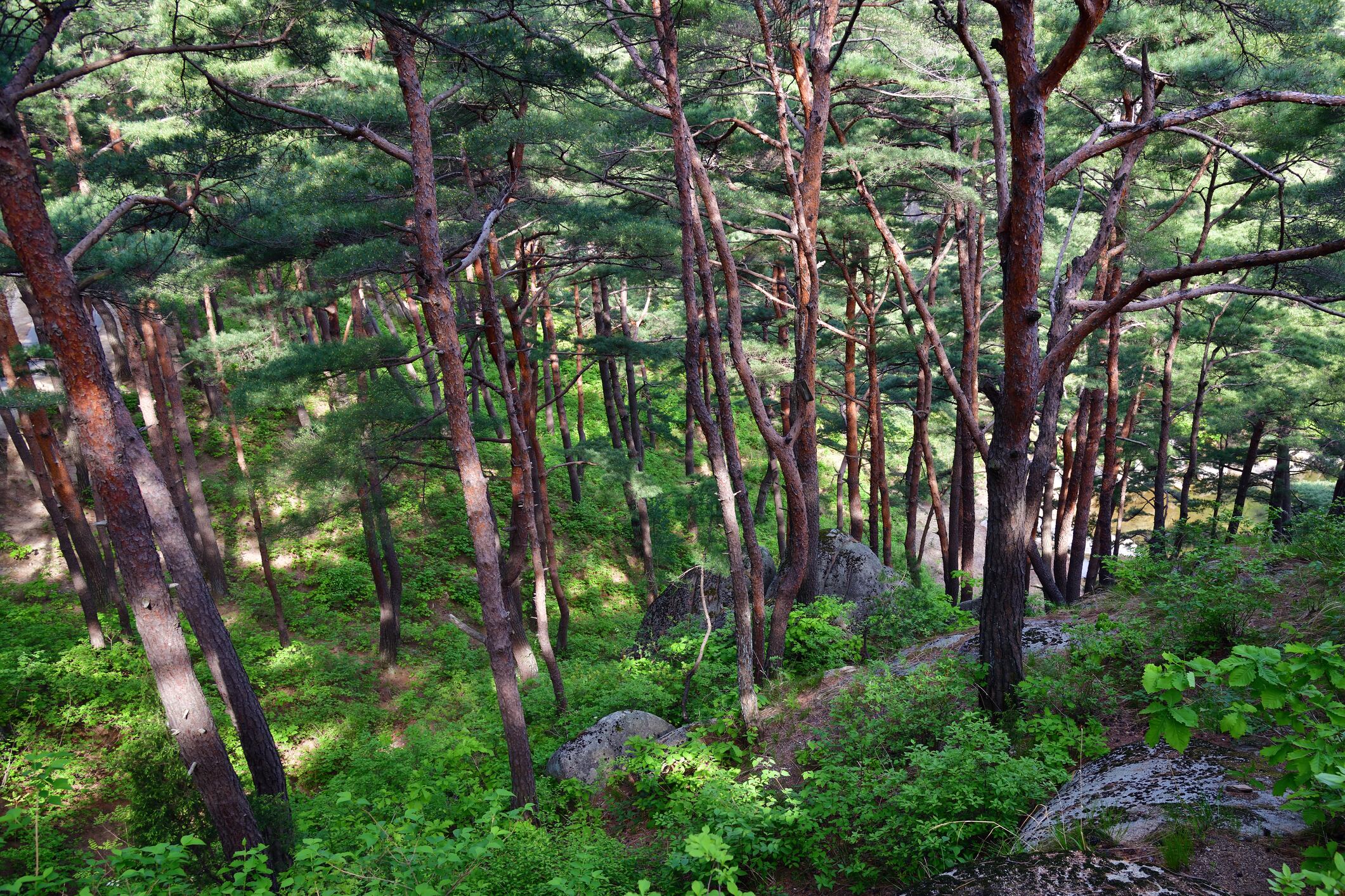 North Korea. Mt. Kumgang biosphere reserve. Lagoon Samil. Amazing scenery. Red korean pine forest on the lake Samilpo shore