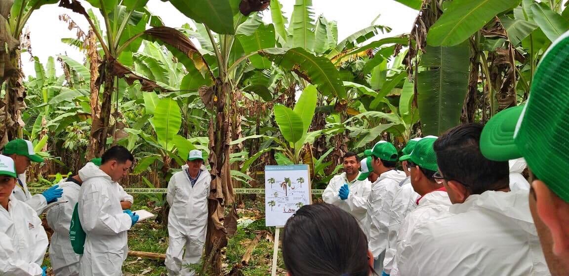FAO and partners intensify efforts to help countries combat banana disease threat