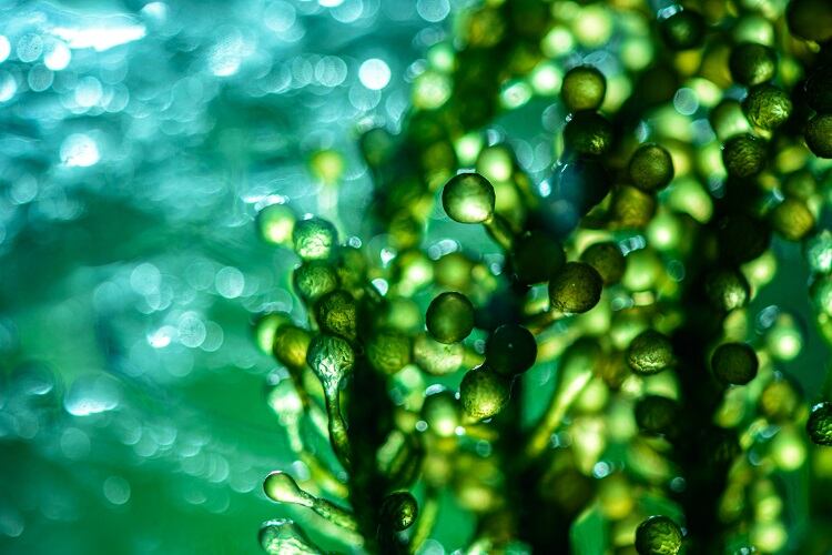 microalgae-greenleaf123.jpg