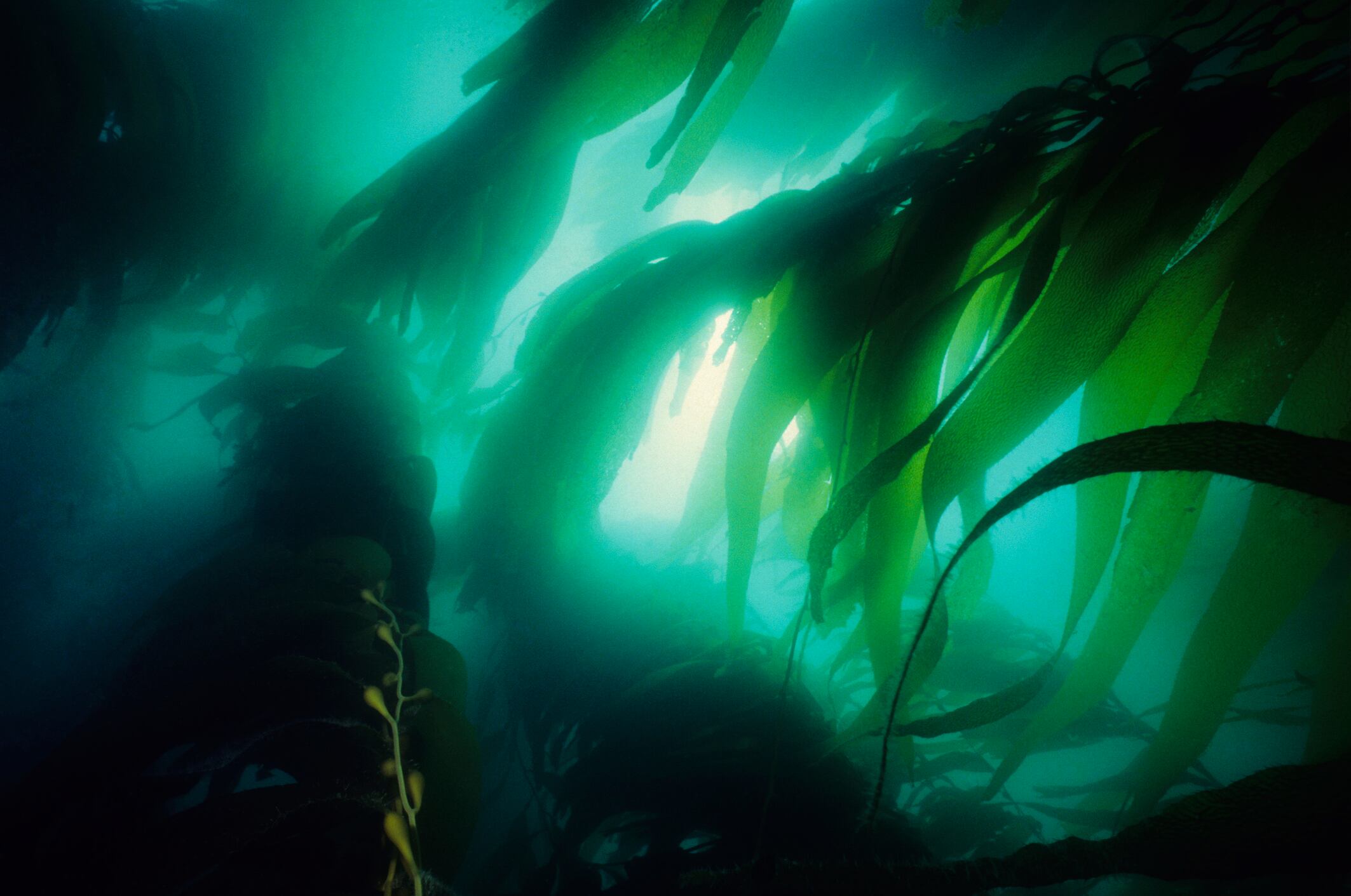 Into the weeds: Marine Biologics’ data unlocks seaweed’s potential