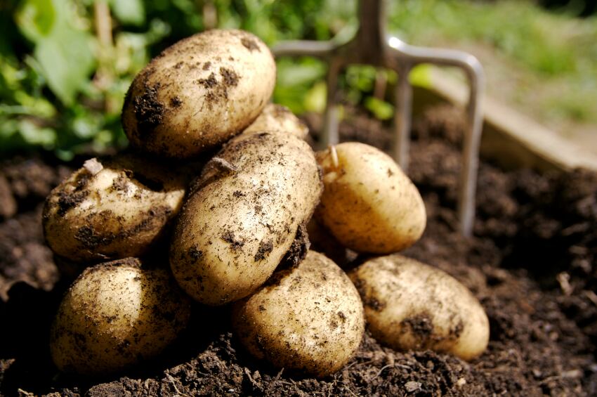 PepsiCo digs deep into regenerative potato farming in LATAM