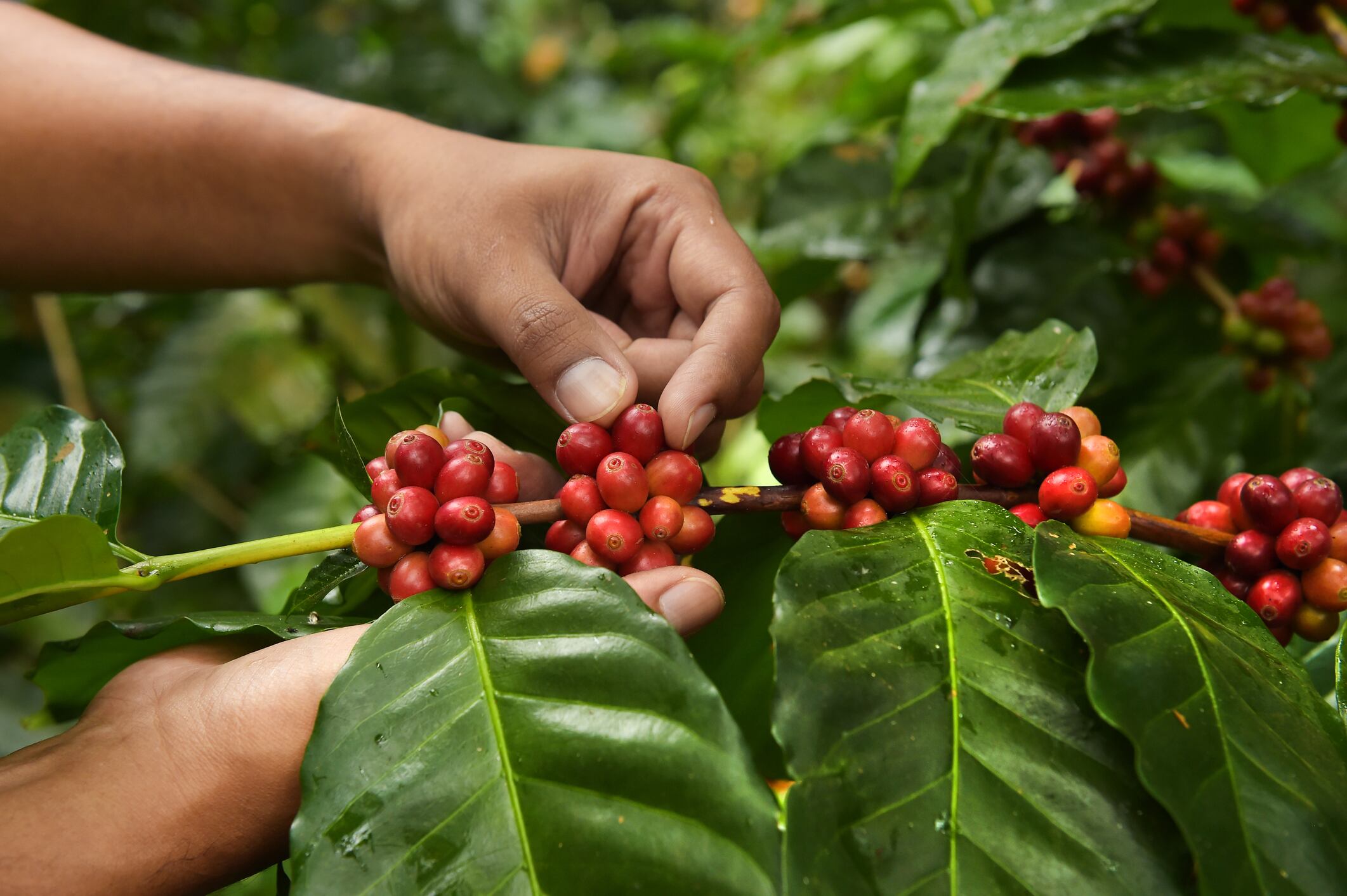 El-Salvador-Consejo-Salvadoreno-del-Cafe-partners-with-Algrano-amid-coffee-crisis.jpg
