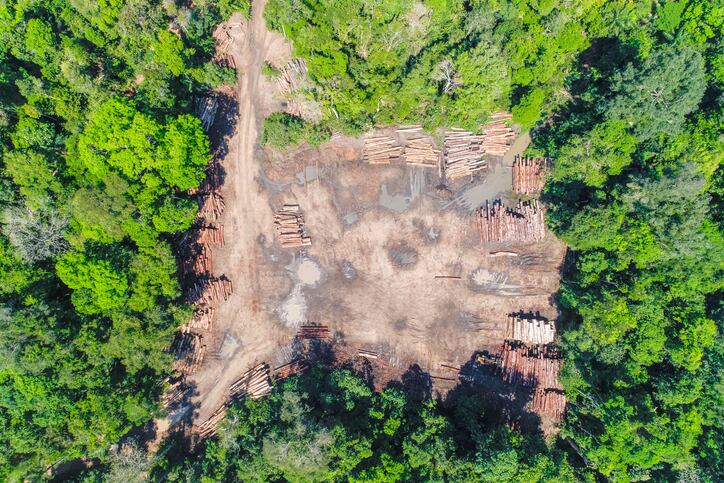 Brazil’s Lula’s comeback cheered as new research claims ‘deforestation-free’ supply chain pledges have barely impacted forest clearance in Amazon