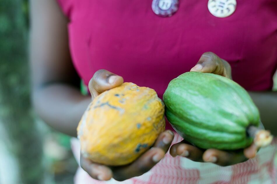 TechnoServe helps women cacao farmers increase yields in Peru 