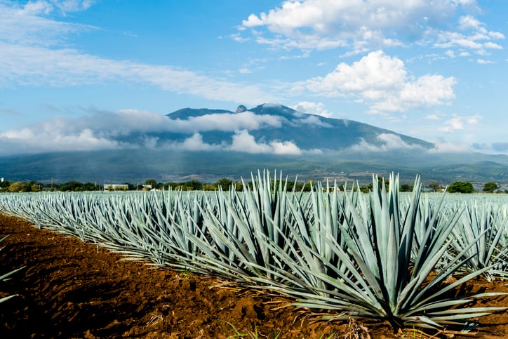 Mexican students transform tequila by-product into fiber-packed functional flour