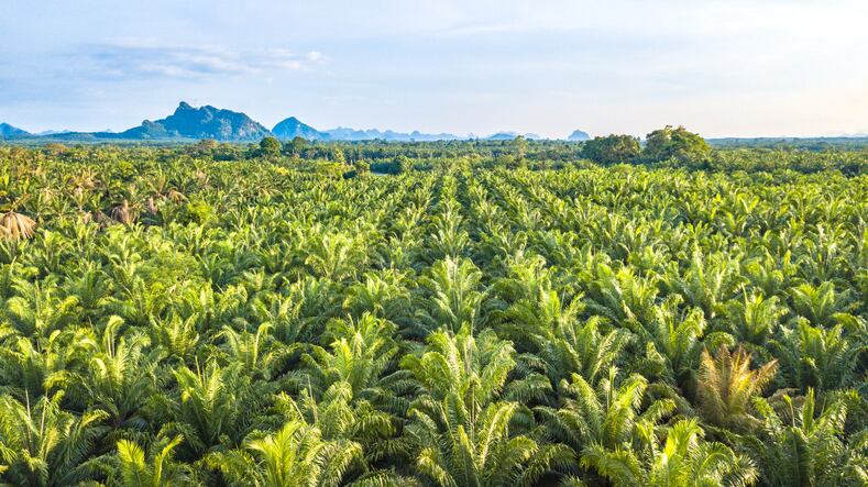 Nestle-to-trial-blockchain-for-palm-oil-in-Latin-America.jpg