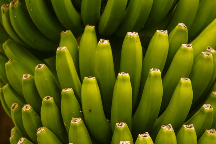 Artificial-intelligence-app-helps-banana-farmers-detect-TR4-disease.jpg