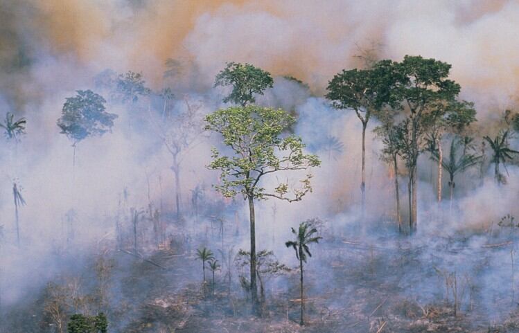 Deforestation: JBS unveils forest fire taskforce to protect 2.5 million hectares in Brazil