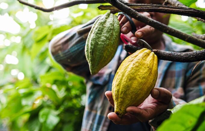 Big-name brands drop their chocolate volume predictions