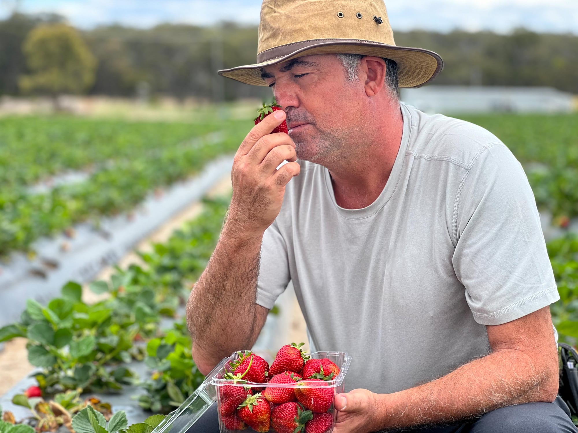 Farmer smell a strawberry while picking strawberries in field on season.