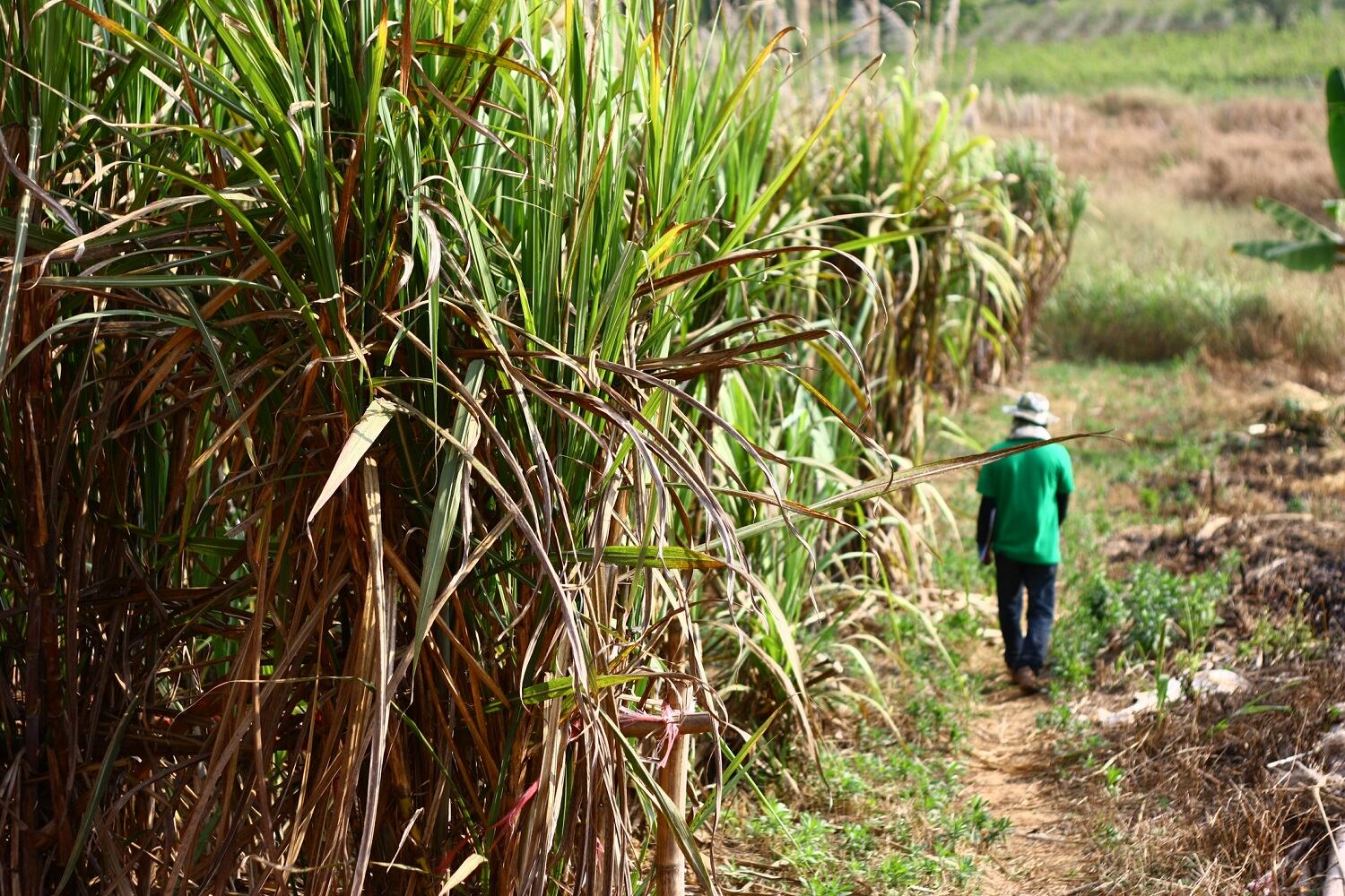Guatemalan sugar industry announces sustainability goals for 2025