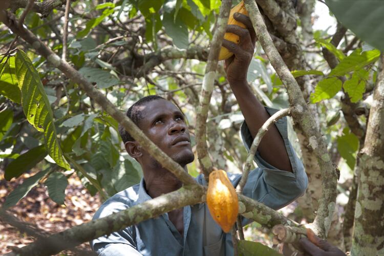Cocoa farmers’ income hit after Hurricane Eta devastates crops in Central America